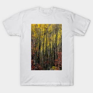 October Aspen Forest of Color T-Shirt